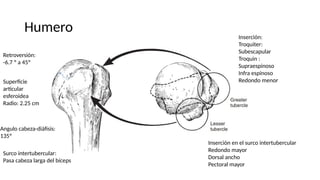 Humero
Superficie
articular
esferoidea
Radio: 2.25 cm
Retroversión:
-6.7 º a 45º
Angulo cabeza-diáfisis:
135º
Inserción:
Troquiter:
Subescapular
Troquin :
Supraespinoso
Infra espinoso
Redondo menor
Surco intertubercular:
Pasa cabeza larga del bíceps
Inserción en el surco intertubercular
Redondo mayor
Dorsal ancho
Pectoral mayor
 
