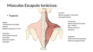 Músculos Escapulo torácicos:
• Trapecio
Origen:
Protuberancia occipital
externa
Apófisis espinosas C7-T12
Inserción:
Tercio distal clavícula
Acromion
Base de la espina
escapular
Función:
Retrae escapula = Elevación
del angulo lateral
Inervación:
Nervio espinal accesorio
(XI) = Motor
Ramas c2,c3,c4 =
sensorial
Irrigación:
Arteria cervical transversa
Arteria escapular dorsal
 