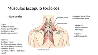 • Romboides
Músculos Escapulo torácicos:
Origen:
Romboides menor
Apófisis espinosa C7-T1
Romboides mayor
Apófisis espinosa T2-T5
Inserción:
Romboide menor:
Porción posterior de la base
medial de la espina escapular
Romboide mayor:
Superficie posterior de la base
medial
Funciones: Retracción y
elevación de escapula
Inervación:
Nervio escapular
dorsal (c5)
Irrigación :
Arteria escapular
 