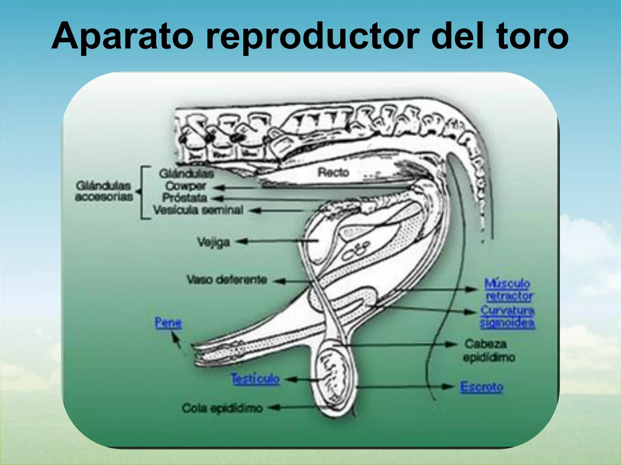 Anatomía y fesiologia aparato reproductor bovino
