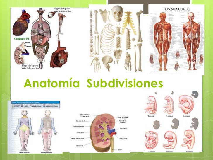 Anatomía y fisiología
