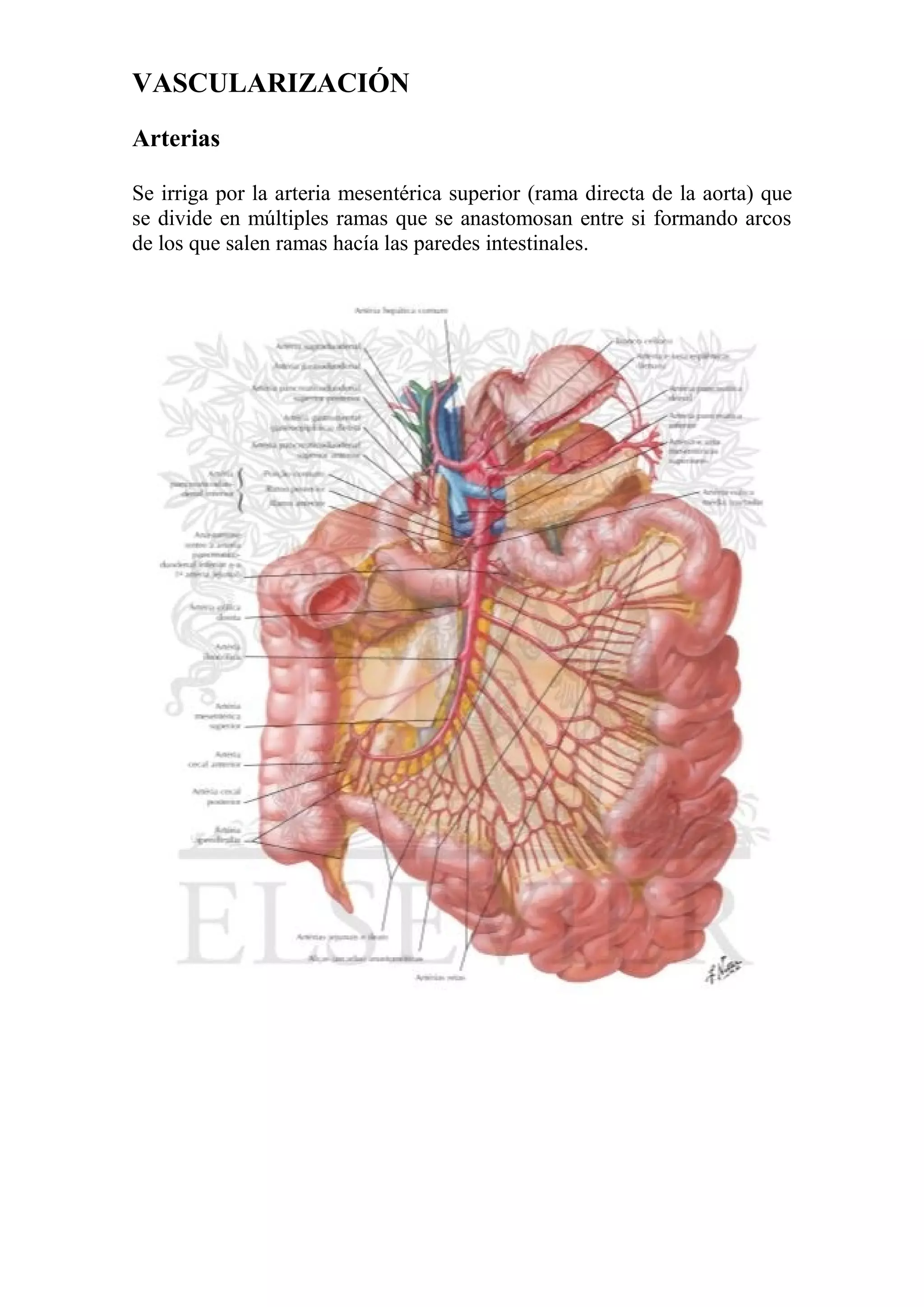 Anatomía y fisiología abdomen (I). Estómago, duodeno, intestino delgado ...