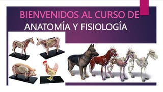 ANATOMÍA Y FISIOLOGÍA
ANIMAL
BIENVENIDOS AL CURSO DE
 