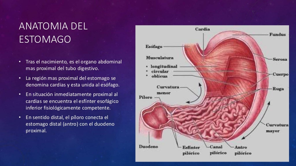 Anatomía y fisiología de estomago Anatomía y fisiología de estomago