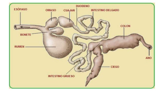 Anatomía y fisiología del aparato digestivo de los rumiantes