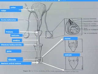 anatom-a-y-fisiolog-a-del-aparato-reproductor-ppt