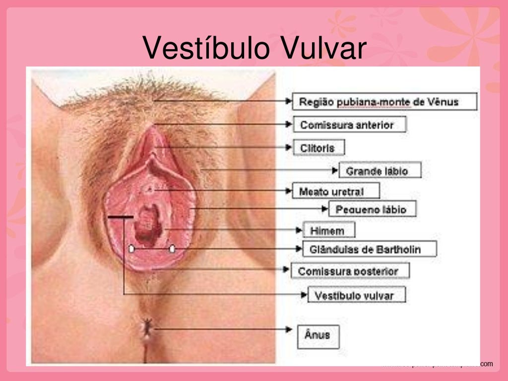 vestibulo feminino anatom 237 a y fisiolog 237 a del aparato reproductor femenino vestibulo feminino anatom 237 a y fisiolog 237 a del aparato reproductor femenino