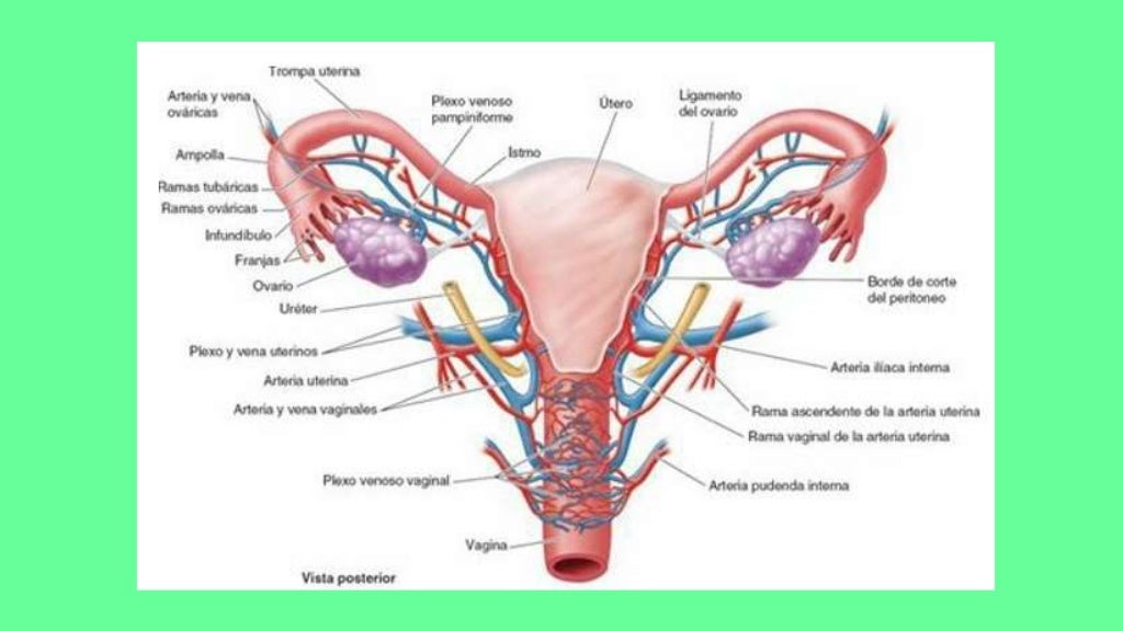 Anatomía y fisiología del aparato reproductor femenino