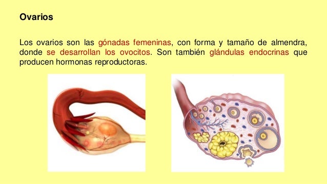 Que producen los ovarios