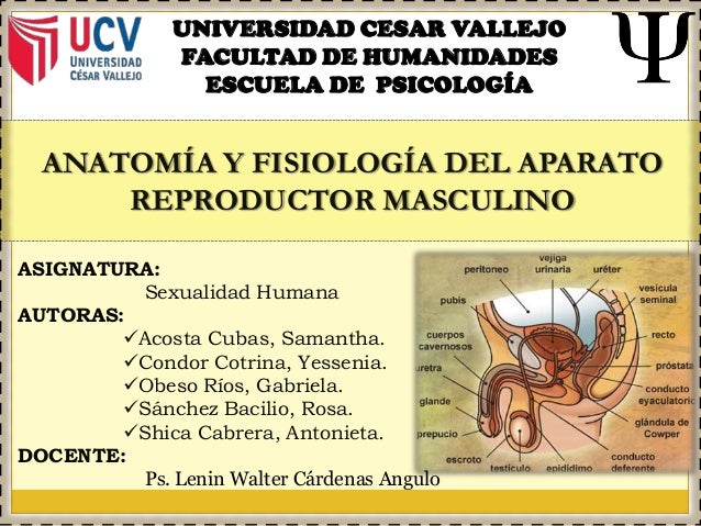 Anatomía y fisiología del aparato reproductor masculino