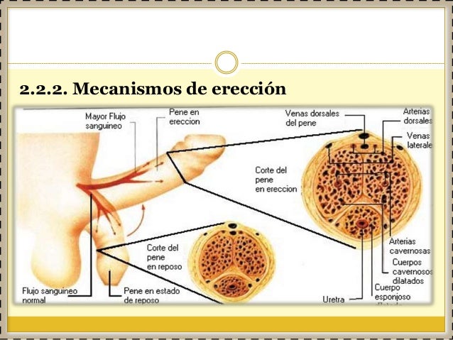 El aumento del miembro las revocaciones de los médicos
