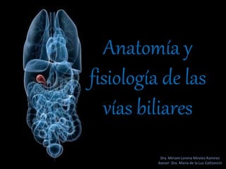 Anatomía y
fisiología de las
vías biliares
Dra. Miriam Lorena Mireles Ramírez
Asesor: Dra. María de la Luz Caltzoncin
 