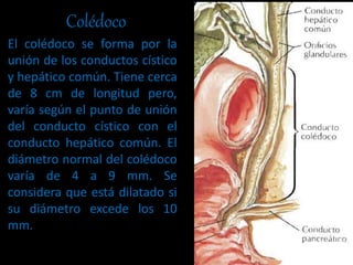 Anatomía y fisiología de las vías biliares | PPTX