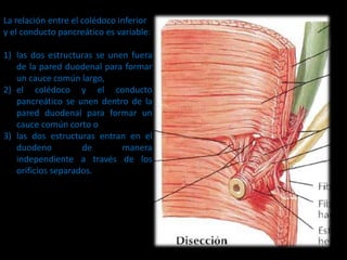 Anatomía y fisiología de las vías biliares | PPTX