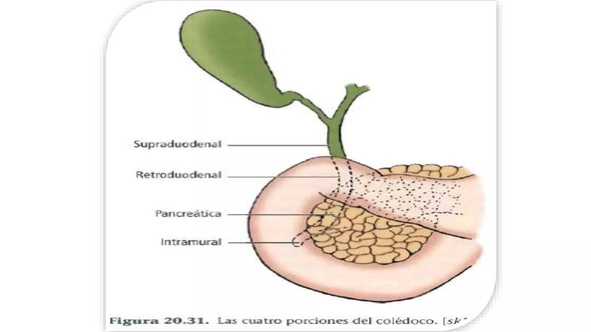 Anatomía y fisiología de las vías biliares------.pptx