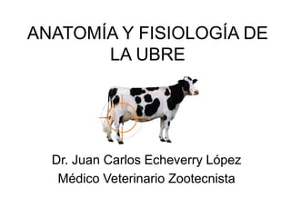 ANATOMÍA Y FISIOLOGÍA DE
LA UBRE
Dr. Juan Carlos Echeverry López
Médico Veterinario Zootecnista
 