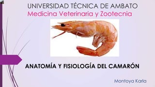 UNIVERSIDAD TÉCNICA DE AMBATO
Medicina Veterinaria y Zootecnia

ANATOMÍA Y FISIOLOGÍA DEL CAMARÓN
Montoya Karla

 