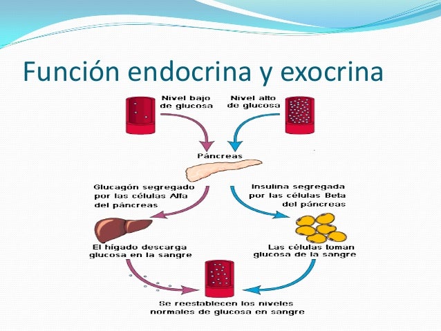 Anatomía y fisiología del páncreas
