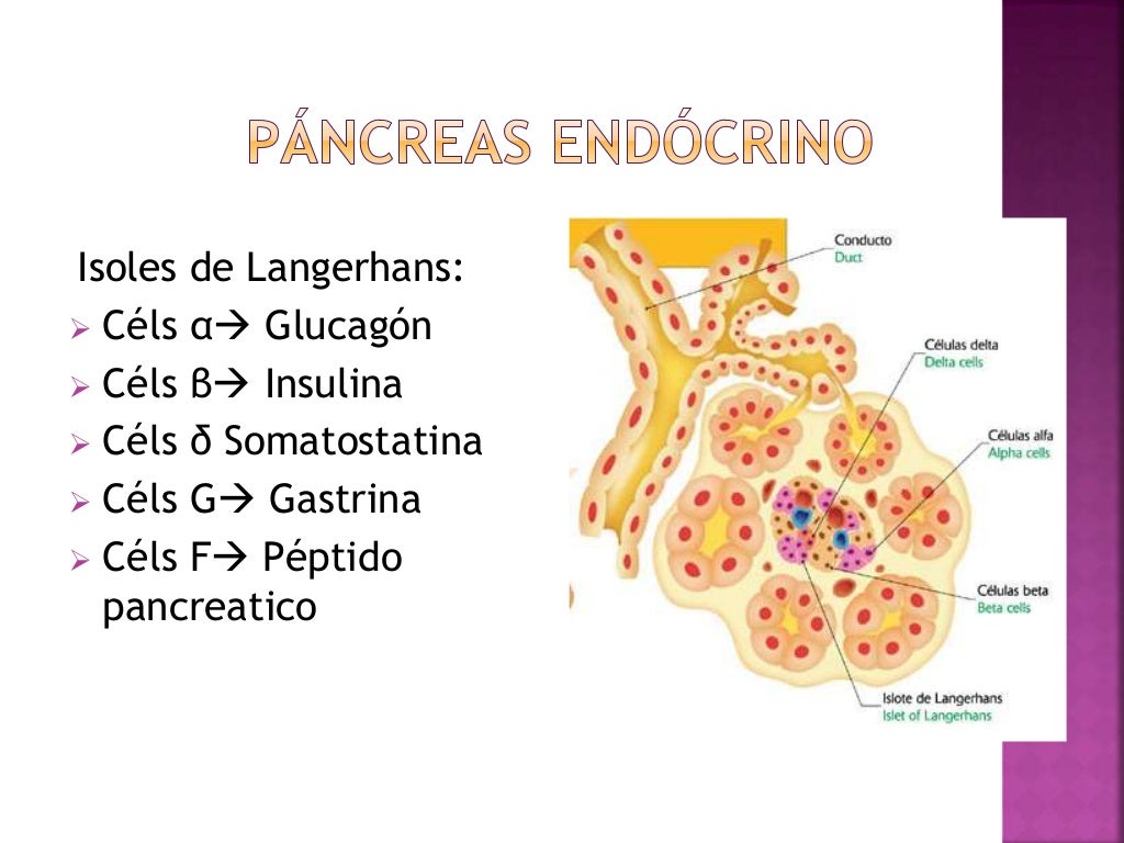 Anatomía y fisiología del páncreas endocrino tercera expo anatomia Anatomía y fisiología del páncreas endocrino tercera expo anatomia