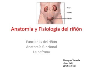 Anatomía y Fisiología del riñón
Funciones del riñón
Anatomía funcional
La nefrona
Almaguer Yolanda
López Julio
Sánchez Heidi
 