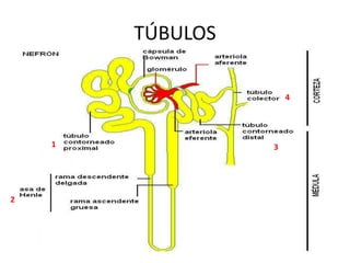 Anatomía y fisiología del riñón | PPTX