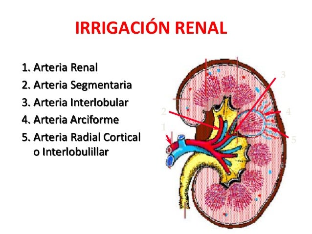 Anatomía y fisiología del riñón