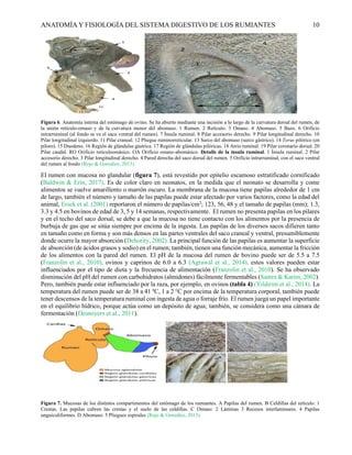 Anatomía y fisiología del rumen 000000000 | PDF