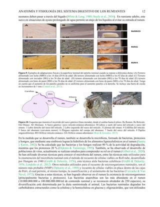 Anatomía y fisiología del rumen 000000000 | PDF