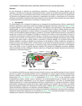 Anatomía y fisiología del rumen 000000000 | PDF