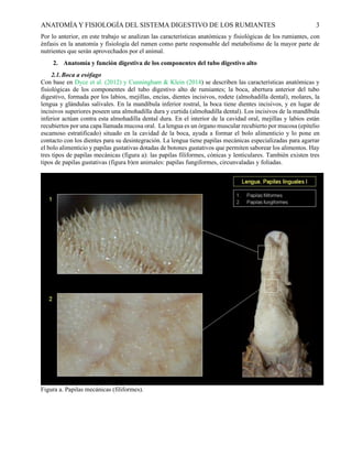 Anatomía y fisiología del rumen 000000000 | PDF