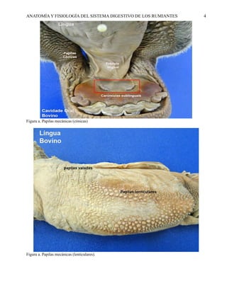 Anatomía y fisiología del rumen 000000000 | PDF