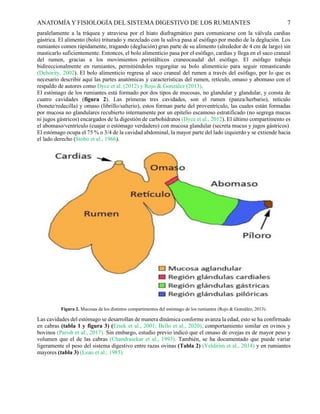 Anatomía y fisiología del rumen 000000000 | PDF