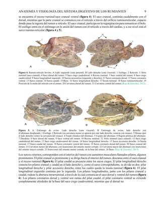 Anatomía y fisiología del rumen 000000000 | PDF