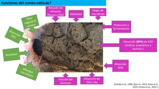 Anatomía y fisiología del rumen pdf.pdf0000000 | PDF