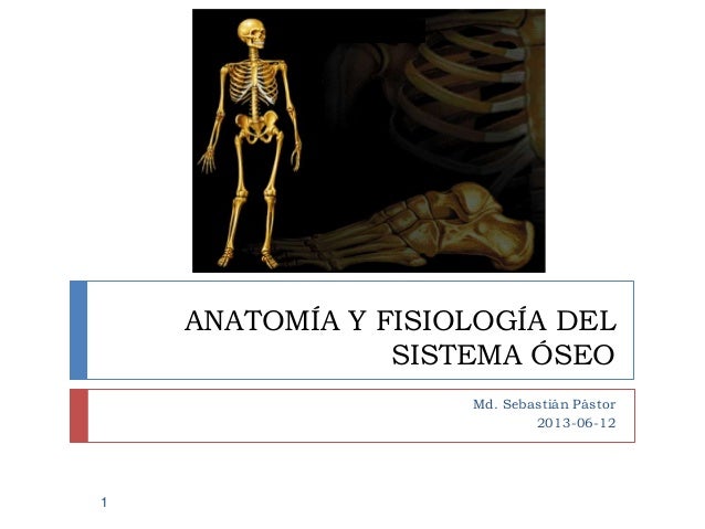 Anatomía y fisiología del sistema óseo