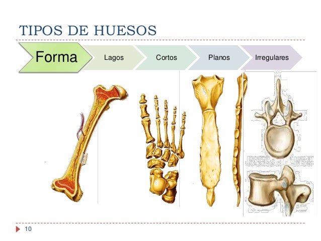 anatoma y fisiologa del sistema seo 10 638