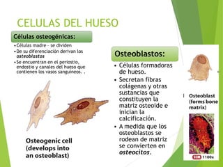 Anatomía y Fisiología del Sistema Óseo Humano | PDF