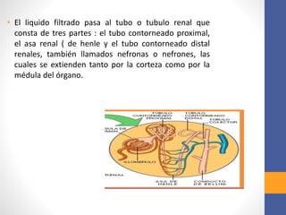• El liquido filtrado pasa al tubo o tubulo renal que
consta de tres partes : el tubo contorneado proximal,
el asa renal ( de henle y el tubo contorneado distal
renales, también llamados nefronas o nefrones, las
cuales se extienden tanto por la corteza como por la
médula del órgano.
 