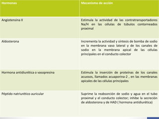 Hormonas Mecanismo de acción
Angiotensina II Estimula la actividad de las contratransportadores
Na/H en las células de túbulos contorneados
proximal
Aldosterona Incrementa la actividad y síntesis de bomba de sodio
en la membrana vaso lateral y de los canales de
sodio en la membrana apical de las células
principales en el conducto colector
Hormona antidiurética o vasopresina Estimula la inserción de proteínas de los canales
acuosos, llamados acuaporina-2 , en las membranas
apicales de las células principales
Péptido natriurético auricular Suprime la reabsorción de sodio y agua en el tubo
proximal y el conducto colector; inhibe la secreción
de aldosterona y de HAD ( hormona antidiurética)
 
