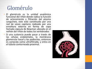 Glomérulo
• El glomérulo es la unidad anatómica
funcional del riñón donde radica la función
de aclaramiento y filtración del plasma
sanguíneo, este está constituido por una
red de vasos capilares rodeado por una
envoltura externa en forma de copa
llamada cápsula de Bowman ubicada en el
nefrón del riñón de todos los vertebrados
• Si una sustancia puede pasar a través de
las células endoteliales, la membrana
glomerular basal y los podocitos, entonces
es conocida como ultrafiltrado, y entra en
el túbulo contorneado proximal.
 