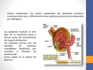 Células endoteliales. Las células endoteliales del glomérulo contienen
numerosos poros que, a diferencia de otros capilares porosos no son atravesadas
por diafragmas.
Los podocitos recubren el otro
lado de la membrana basal y
forman parte del recubrimiento
del espacio de Bowman.
Los podocitos forman una red
apretada de procesos
interdigitales (pedicelos) que
controlan la filtración de
proteínas del
lumen capilar en el espacio de
Bowman.
 