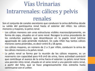 Vías Urinarias
Intrarrenales: cálices y pelvis
renales
Son el conjunto de canales excretores que conducen la orina definitiva desde
su salida del parénquima renal hasta el exterior del riñón: los cálices
menores y mayores, la pelvis renal.
• Los cálices menores son unas estructuras visibles macroscópicamente, en
forma de copa, situados en el seno renal. Recogen la orina procedente de
los conductos papilares que desembocan en la papila renal (vértice
agujereado de cada pirámide medular). En cada riñón hay tantos cálices
menores como pirámides, es decir entre 8 y 18 aprox.
• Los cálices mayores, en número de 2 a 3 por riñón, conducen la orina de
los cálices menores a la pelvis renal.
• La pelvis renal se forma por la reunión de los cálices mayores, es un
reservorio con capacidad para 4-8 cm3 de orina, tiene actividad contráctil
que contribuye al avance de la orina hacia el exterior. La pelvis renal tiene
una porción intra renal, situada en el seno renal y una porción extra renal,
a partir del hilio, que se hace progresivamente más estrecha hasta
continuarse con el uréter.
 