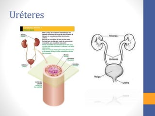 Uréteres
 