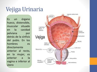 Vejiga Urinaria
Es un órgano
hueco, distensible,
muscular situado
en la cavidad
pelviana por
detrás de la sínfisis
del pubis. En los
hombres es
directamente
anterior al recto,
en la mujer, es
anterior a la
vagina e inferior al
útero
 