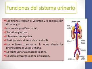 Los riñones regulan el volumen y la composición
de la sangre.
controla la presión arterial.
Sintetizan glucosa .
Liberan eritropoyetina
Participa en la síntesis de vitamina D.
Los uréteres transportan la orina desde los
riñones hasta la vejiga urinaria.
La vejiga urinaria almacena la orina.
La uretra descarga la orina del cuerpo.
 