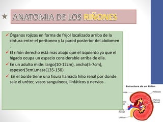 Órganos rojizos en forma de frijol localizado arriba de la
cintura entre el peritoneo y la pared posterior del abdomen
.
El riñón derecho está mas abajo que el izquierdo ya que el
hígado ocupa un espacio considerable arriba de ella.
En un adulto mide: largo(10-12cm), ancho(5-7cm),
espesor(3cm),masa(135-150)
 En el borde tiene una fisura llamada hilio renal por donde
sale el uréter, vasos sanguíneos, linfáticos y nervios .
 