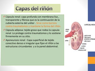 Cápsula renal: capa profunda con membrana lisa ,
transparente y fibrosa que es la continuación de la
cubierta externa del uréter . Sirve como barrera
contra traumatismos y mantiene la forma del riñón.
Cápsula adiposa: tejido graso que rodea la capsula
renal .Lo protege contra traumatismos y lo sostiene
firmemente en su sitio.
Aponeurosis renal : Capa superficial de tejido
conectivo denso e irregular que fijan el riñón a las
estructuras circundantes y a la pared abdominal.
 