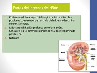 Partes del internas del riñón
1. Corteza renal: área superficial y rojiza de textura lisa . Las
porciones que se extienden entre la pirámides se denomina
columnas renales.
2. Médula renal: Región profunda de color marrón .
Consta de 8 a 18 pirámides cónicas con su base denominada
papila renal .
3. Nefronas
 