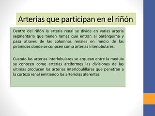 Arterias que participan en el riñón
Dentro del riñón la arteria renal se divide en varias arteria
segmentaria que tienen ramas que entran al parénquima y
pasa atraves de las columnas renales en medio de las
pirámides donde se conocen como arterias interlobulares.
Cuando las arterias interlobulares se arquean entre la medula
se conocen como arterias arciformes las divisiones de las
ultimas producen las arterias interlobulillares que penetran a
la corteza renal emitiendo las arteriolas aferentes
 