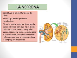 LA NEFRONA
Constituye la unidad funcional del
riñón
Se encarga de tres procesos
metabólicos:
Filtrar la sangre, retornar la sangre la
sustancia útiles para que no se pierda
del cuerpo y retira de la sangre las
sustancias que no son necesarias para
el cuerpo como resultado de esta las
nefronas mantiene la homeostasis de
la sangre y produce orina
 